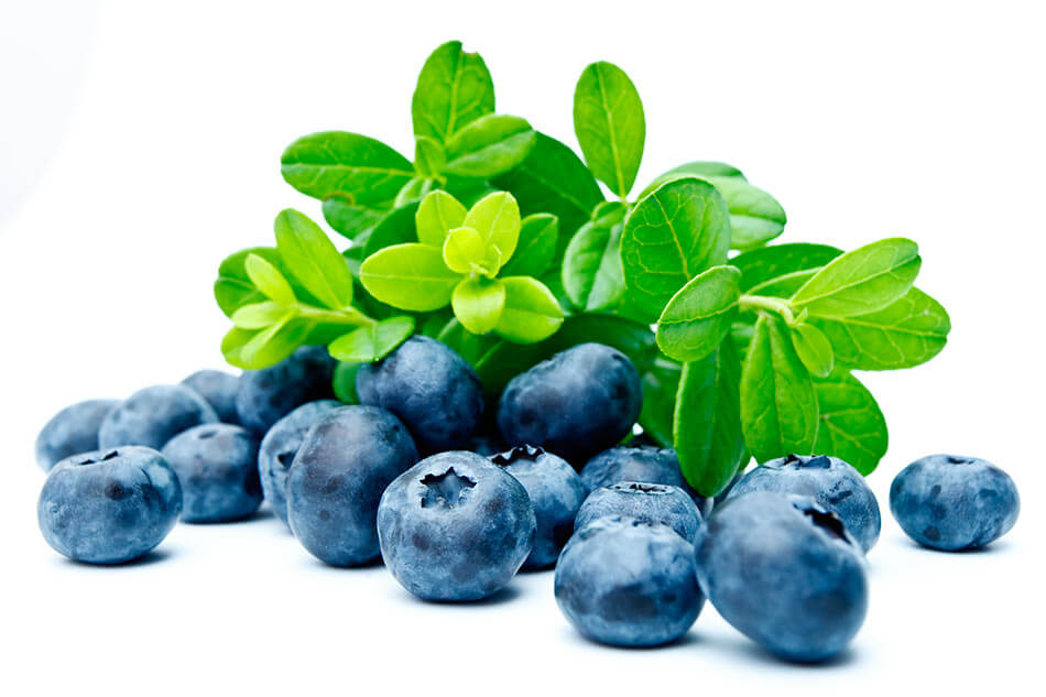 Bilberries with leaves