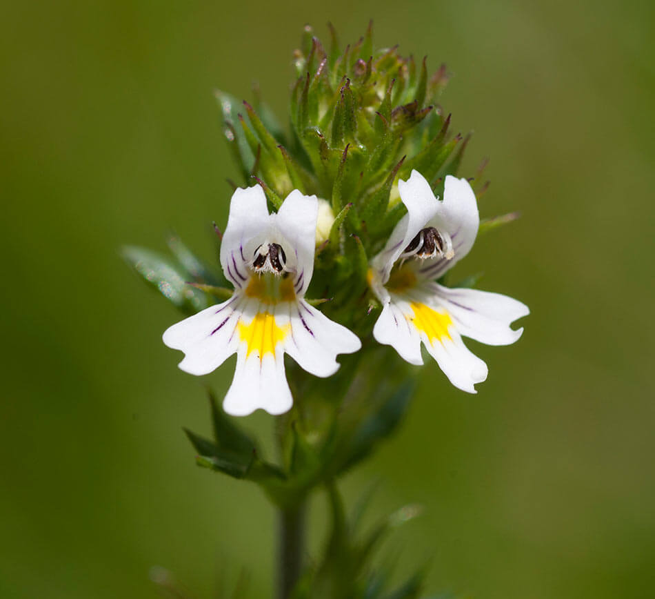 Euphrasia helps with eye strain