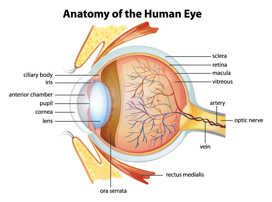 Human eye anatomy diagram