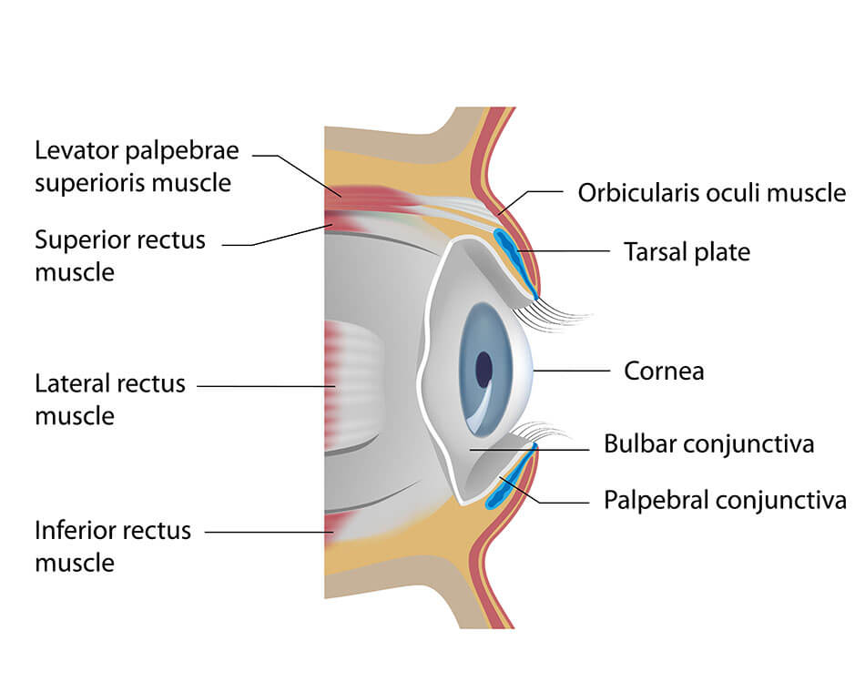 Can A Contact Get Stuck In Your Eye 6 Emergency Tips Perfectlensworld Can A Contact Get Stuck In Your Eye 6 Emergency Tips Perfectlensworld